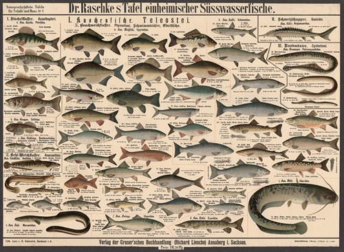 Native sea fish - Artvee