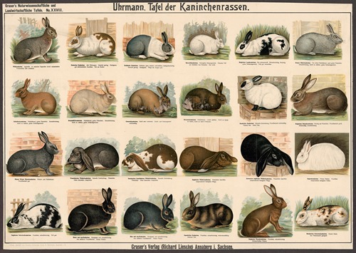 Rabbit Breeds - Artvee