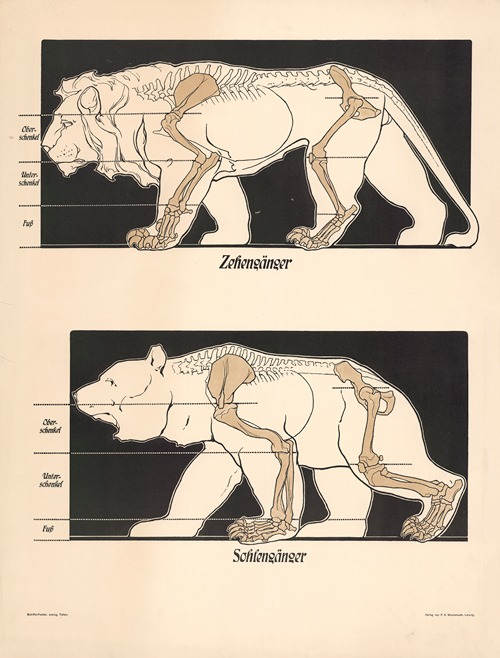 Schiffel-Fiedler Zoological Plates - Artvee