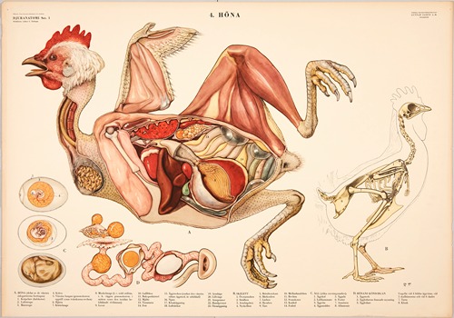 Animal anatomy - Artvee
