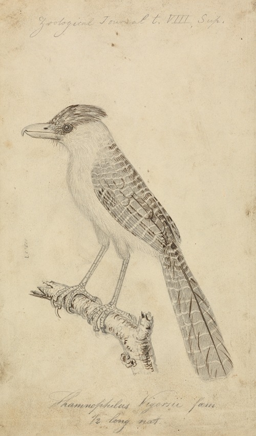 Giant Antshrike