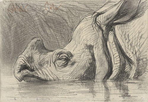 Head of a Rhinoceros, Half Submerged in the Water