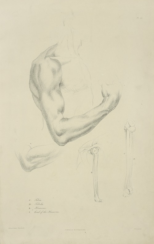 Four views of musculature and bones of bent arm