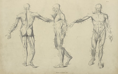 Three poses of musculature