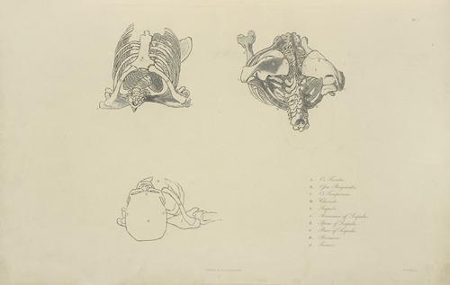 Three views of bones of upper torso