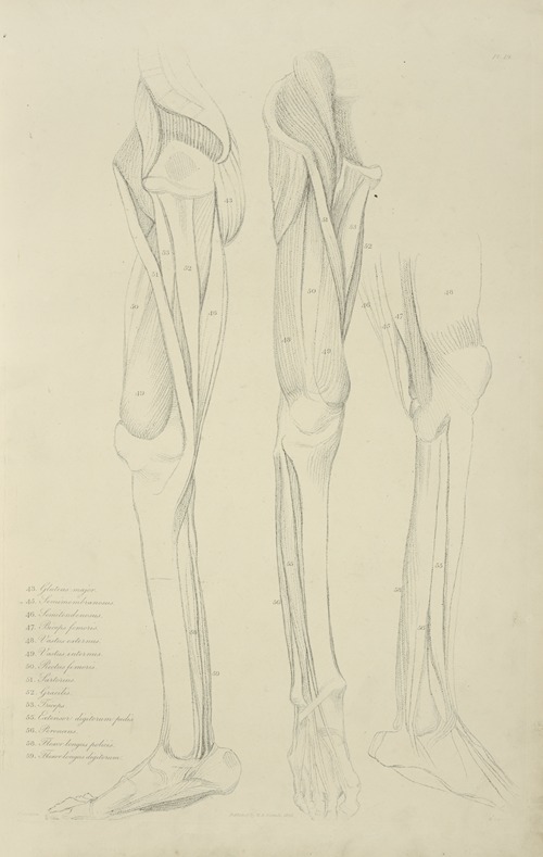 Three views of musculature of the leg