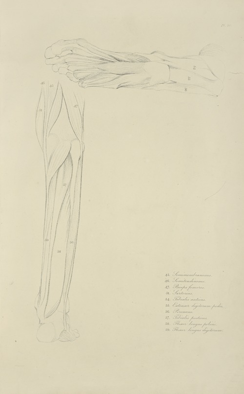 Two views of musculature of lower leg