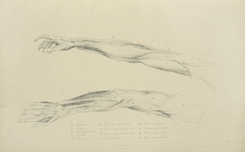 Two views of musculature of the arm.