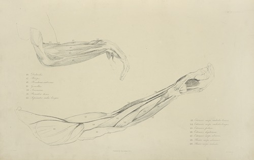 Two views of musculature of the arm