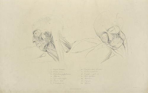 Two views of musculature of the face