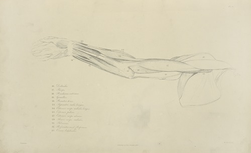 View of musculature of the arm