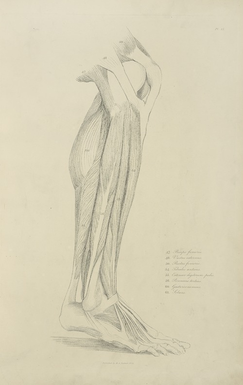 View of musculature of the leg 2