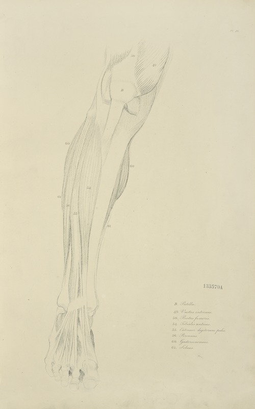 View of musculature of the leg from the front