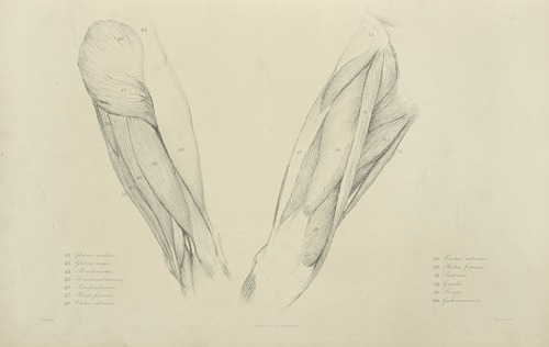 View of musculature of the upper leg
