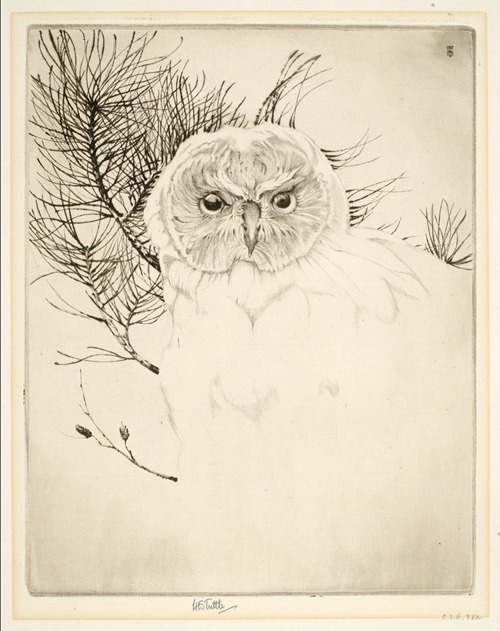 Nantucket Owl