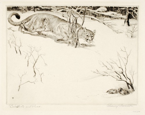 Bob-white and Puma