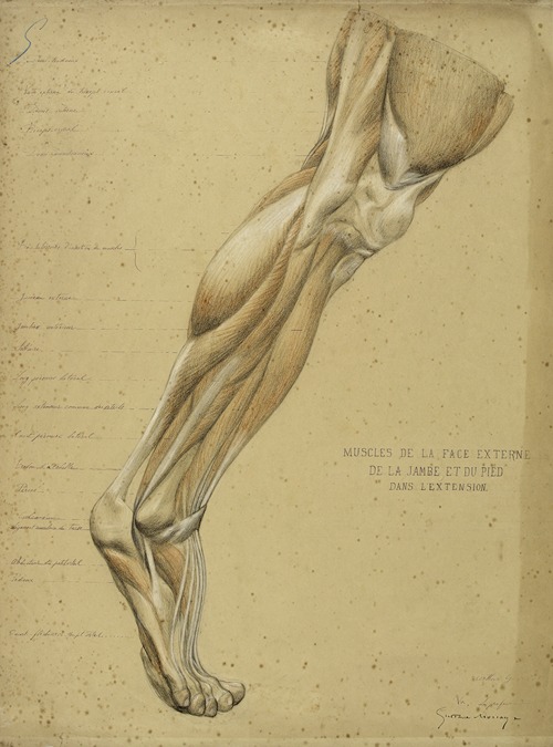 Etude anatomique. Muscles de la face externe de la jambe et du pied dans l’extension