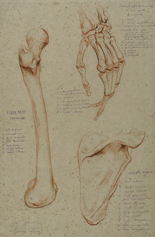 Trois études fémur droit main gauche face dorsale omoplate droite