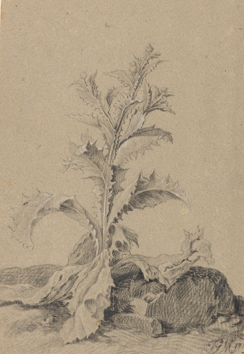 Pflanzenstudie Distel