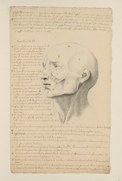Cahiers d’Anatomie Pl.06
