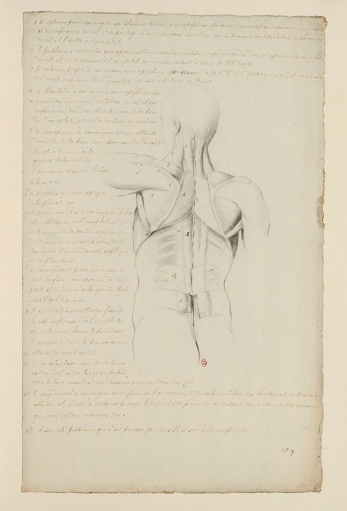 Cahiers d’Anatomie Pl.08