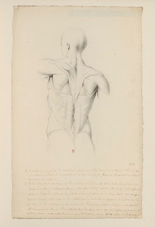 Cahiers d’Anatomie Pl.09