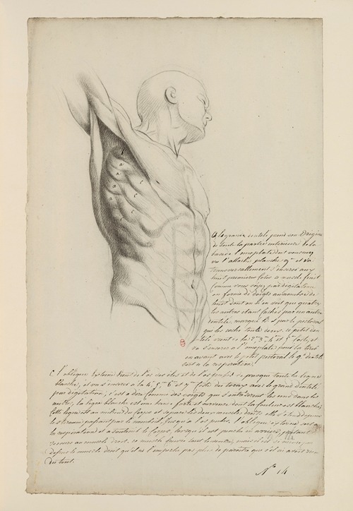 Cahiers d’Anatomie Pl.13