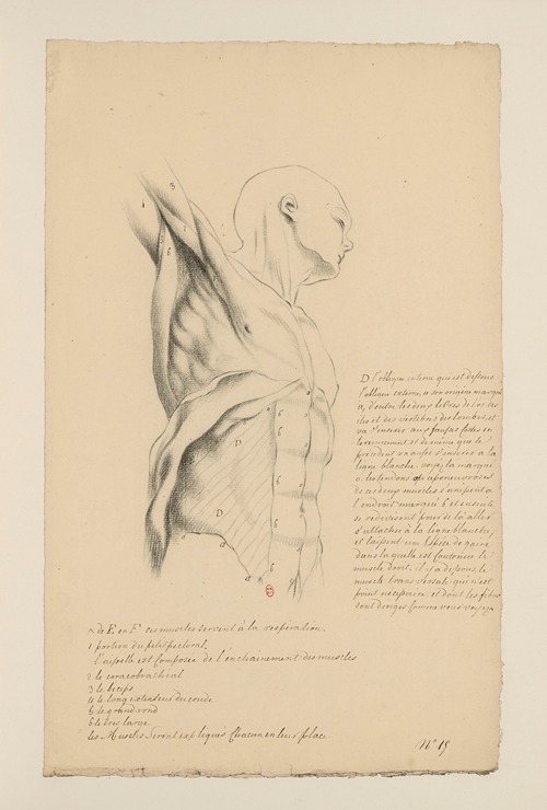 Cahiers d’Anatomie Pl.14