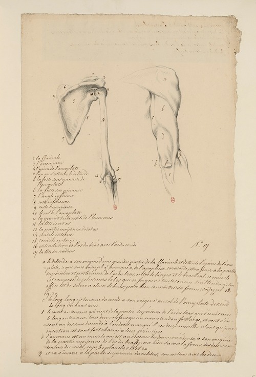 Cahiers d’Anatomie Pl.16