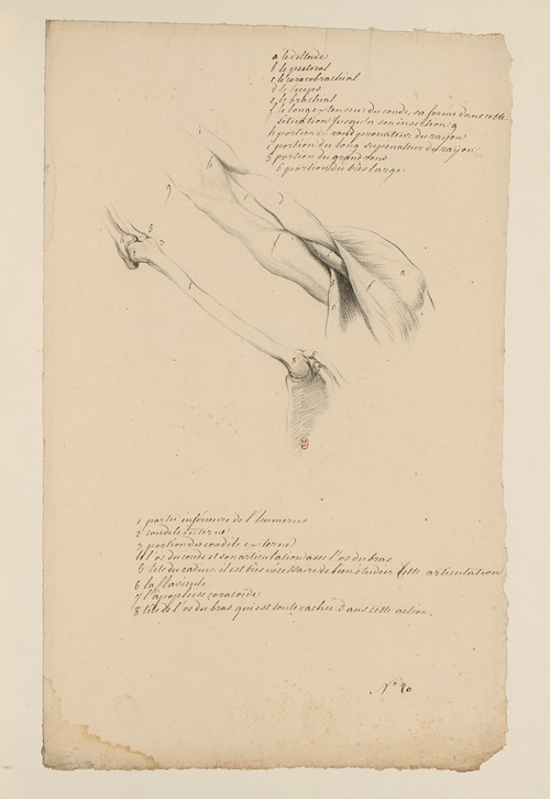 Cahiers d’Anatomie Pl.19