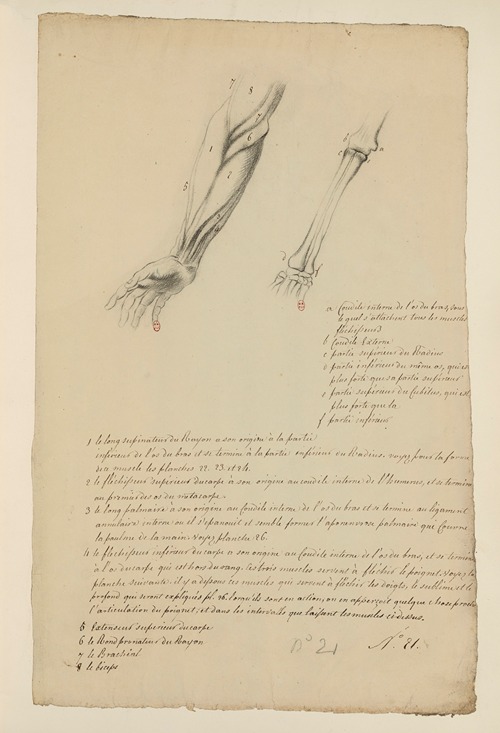 Cahiers d’Anatomie Pl.20