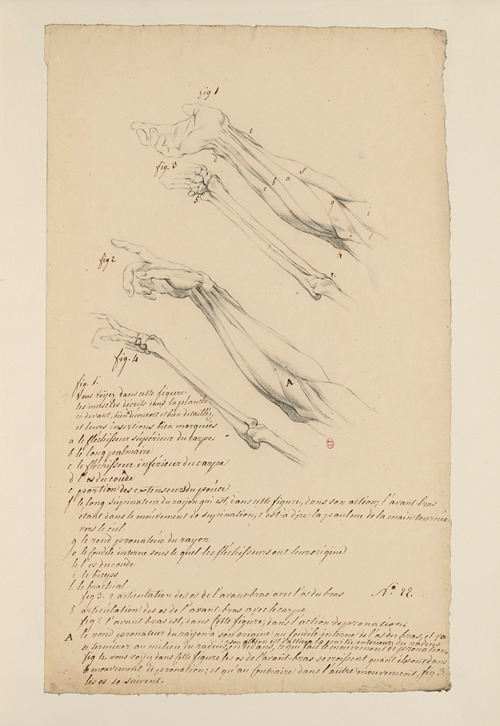 Cahiers d’Anatomie Pl.21
