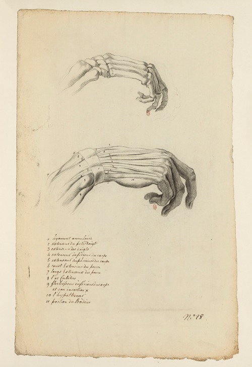 Cahiers d’Anatomie Pl.23