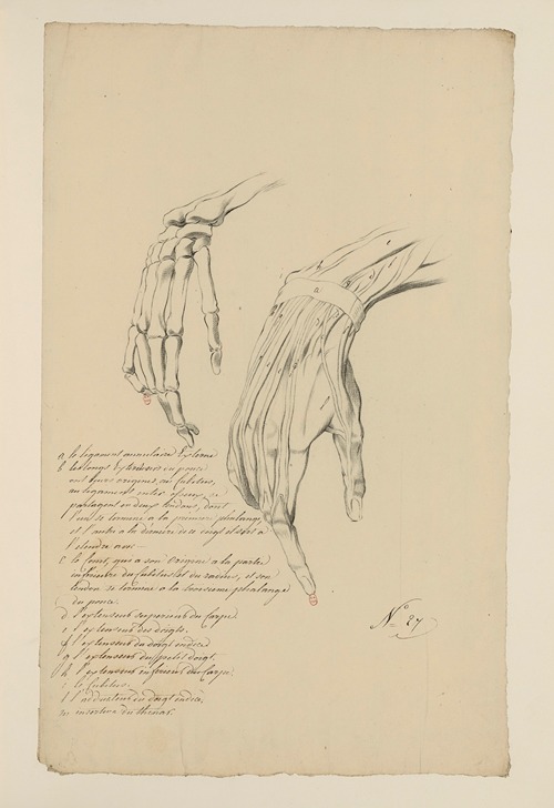 Cahiers d’Anatomie Pl.24