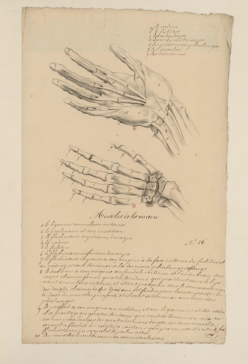 Cahiers d’Anatomie Pl.27