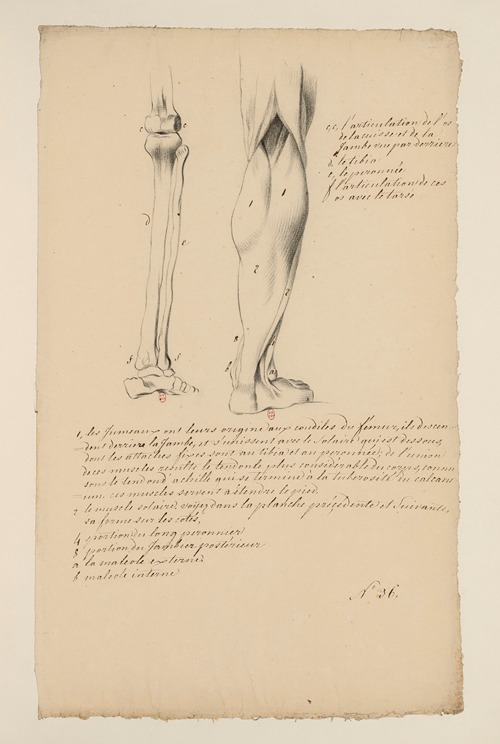 Cahiers d’Anatomie Pl.28