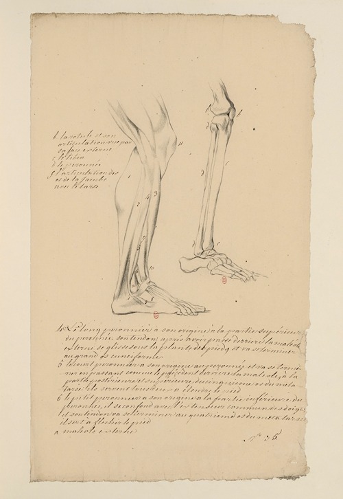 Cahiers d’Anatomie Pl.29