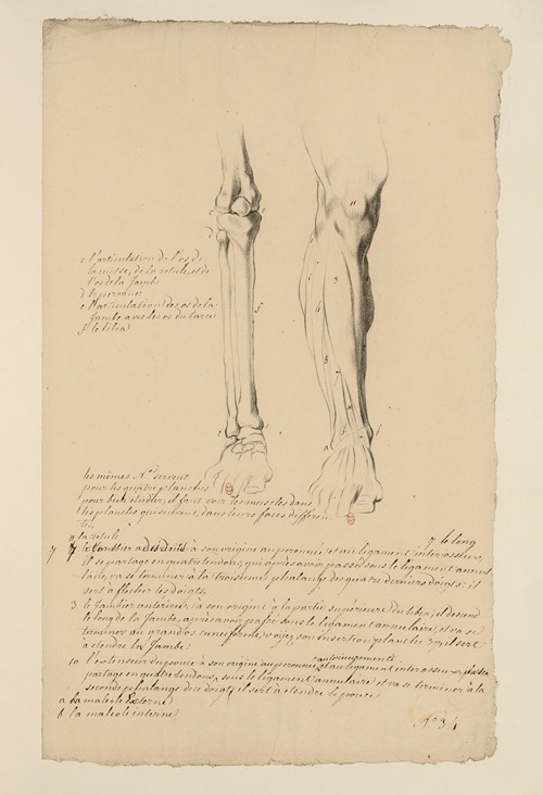Cahiers d’Anatomie Pl.30