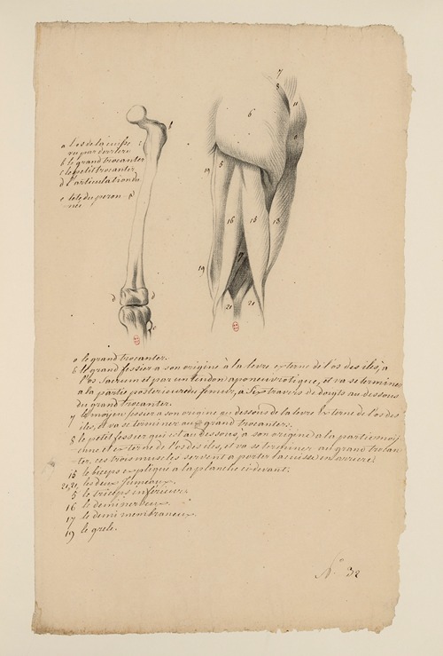 Cahiers d’Anatomie Pl.32
