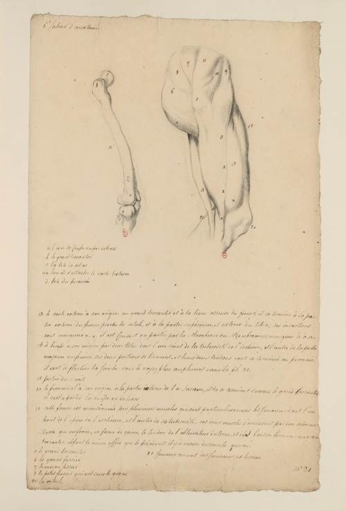 Cahiers d’Anatomie Pl.33