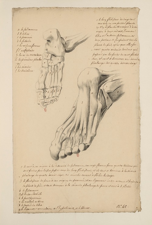 Cahiers d’Anatomie Pl.38