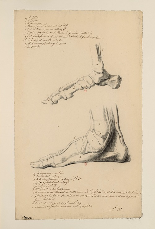 Cahiers d’Anatomie Pl.39