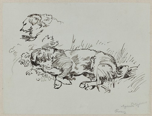 Dog Lying in the Grass