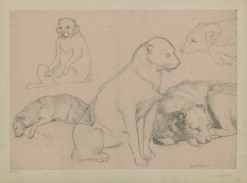 Five dog studies