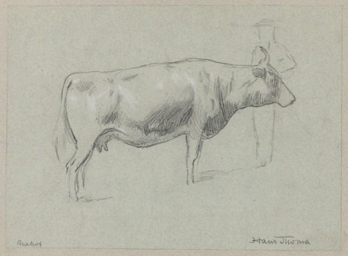 Study of a Cow