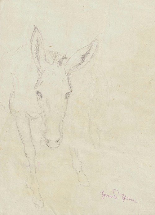 Study of a donkey depicted from the front