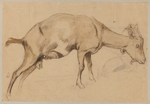 Study of a Goat