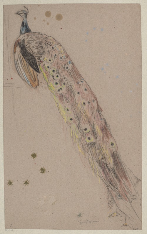 Study of a Peacock