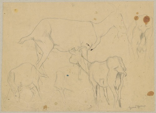 Study of goats