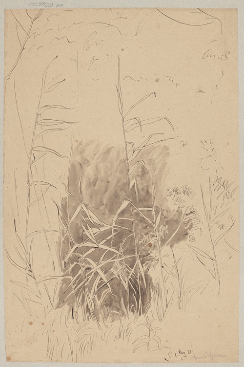Study of Grass